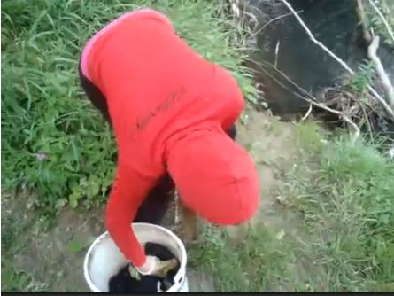 Girl Thows Puppies into River