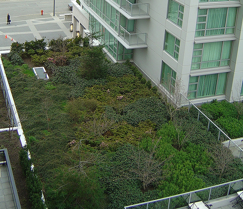 Toronto Becomes First City To Mandate Green Roofs
